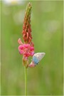 Kleiner Esparsetten-Bläuling (Polyommatus thersites)