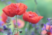 Mohn und Wiesensalbei