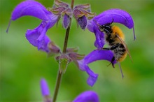 Hummel im Salbei