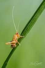 Langfühlerschrecke - Ensifera