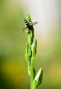 Fliege "Namenlos" mit Anhang