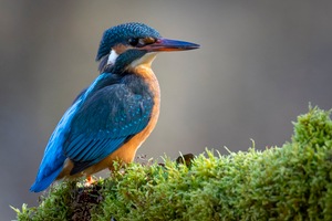 Der Eisvogel