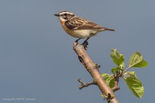 Braunkehlchen auf Sitzwarte