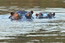 Hippos im letzten Licht