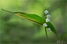 Lily of the Valley