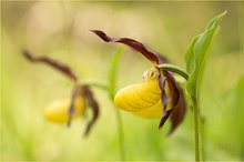 Gelber Frauenschuh (Cypripedium calceolus)