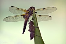 Frisch geschlüpfte Vierfleck Libelle mit Larve