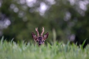 Rehbock im Getreidefeld