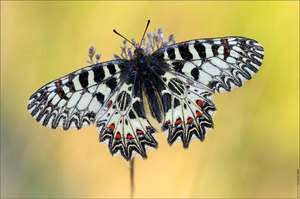 Southern Festoon