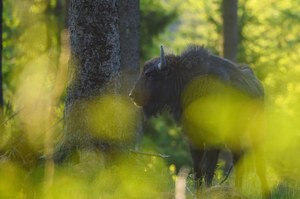 Frei lebendes Wisent im Rothaargebirge (Begegnung im ersten Morgenlicht)