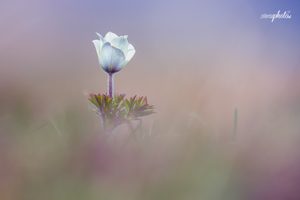 Pulsatilla Alpina - Alpenküchenschelle