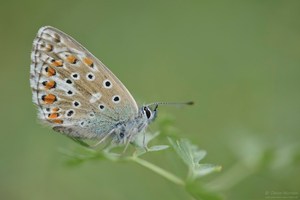 Himmelblauer Bläuling