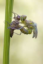 Gefleckte Smaragdlibelle