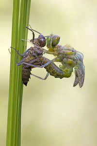 Gefleckte Smaragdlibelle