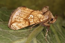 Eisenhut-Goldeule (Polychrysia moneta), Entwicklungsstadien