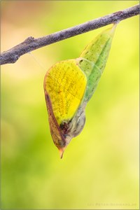 Zitronenfalter Puppe (Gonepteryx rhamni)