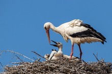 Weißstorch (Ciconia ciconia)