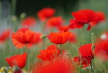 Roter Mohn