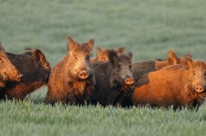 Schwarzwild macht entschlossen Front