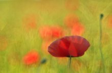 Alter Mohn