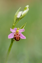 Bienen-Ragwurz (Ophrys apifera, ssp. friburgensis)