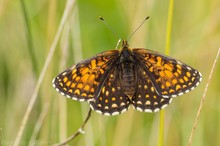 Baldrian-Scheckenfalter Melitaea diamina