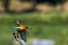 Bienenfresser -  merops apiaster