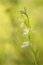 Bienen-Ragwurz (Ophrys apifera var. basiliensis)