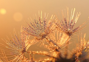 Löwenzahnschirmchen in der Morgensonne