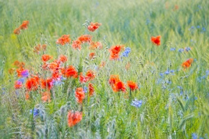 Feldblumen