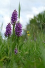 Dactylorhiza ruthei