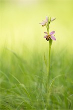 Bienen-Ragwurz (Ophrys apifera var. friburgensis)