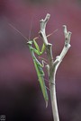 Mantis religiosa