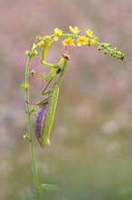 Mantis Religiosa