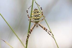 Wespenspinne (Argiope bruennichi)