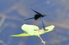 Blauflügel-Prachtlibellen-Männchen greift Adonislibelle an