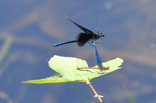 Blauflügel-Prachtlibellen-Männchen greift Adonislibelle an