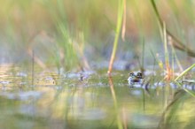 _________im Teich_____