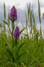 Dactylorhiza majalis