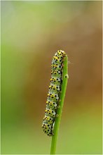 Raupe des Braunwurz-Mönch (Shargacucullia scrophulariae)