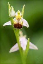 Bienen-Ragwurz (Ophrys apifera var. bicolor)