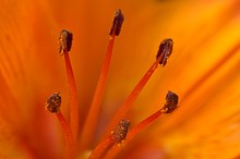 Staubgefäße mit Pollen