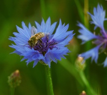 Kornblumenblau