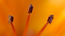 Staubgefäße mit Pollen