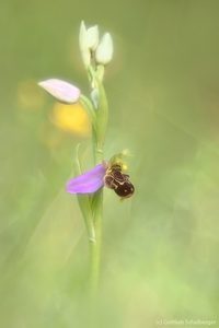 Bienen-Ragwurz