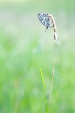 Schachbrettfalter am Abend