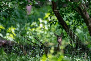 Im ostwestfälischem Dschungel