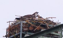 Nachwuchs bei Fischadlers