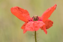 Gut besuchter Mohn