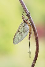 Auf die große Maifliege